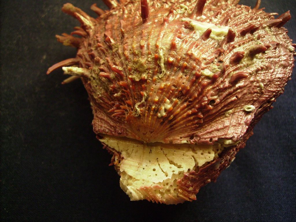 Spondylus cevikeri e Spondylus gaederopus:serie di crescita